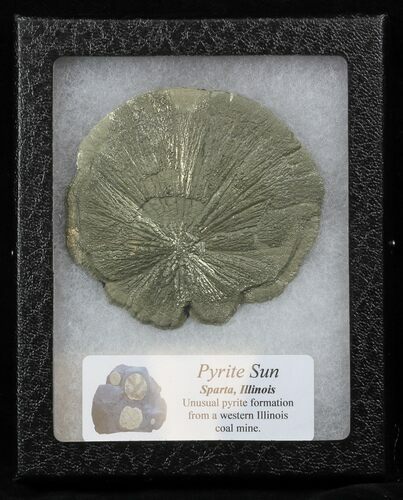 Pyrite Sun In Riker Mount Case - Illinois #31175
